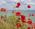 red poppies on sea shore.