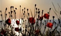 Red poppies on the shore of the sea in the morning