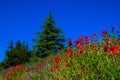 Red Poppies Royalty Free Stock Photo