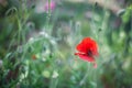 Poppies, stalks, buds and flowers close up, green grass Royalty Free Stock Photo