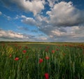poppies summer field with blue sky and clouds