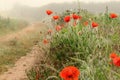 Red poppies