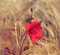 A field of bright, red poppies illuminated by the afternoon sunshine Royalty Free Stock Photo