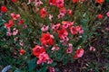 Red poppies. Sunlit Red Wild Poppy Are Shot With Shallow Depth Of Sharpness On A Background Of A Wheat Field. Landscape With Poppy