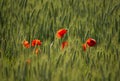 Red poppies swaying in the field in green corn field Royalty Free Stock Photo