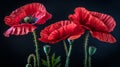 Red poppies, symbolic flowers for remembrance day, displayed on a dark background