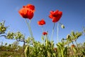 Red Poppies in a Texas Vineyard