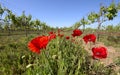 Red Poppies in a Texas Vineyard