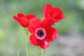 Red poppies Royalty Free Stock Photo