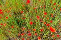 Red poppies top view