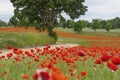 The red poppies between trees