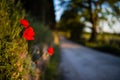 Red poppies with tuscan road lined with trees in the background