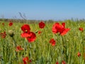 Poppies under blue sky Royalty Free Stock Photo