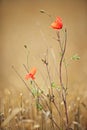 Red poppies under brown background Royalty Free Stock Photo