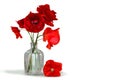 Red poppies in a vase isolated on white background Royalty Free Stock Photo