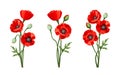 Red poppies. Vector illustration. Royalty Free Stock Photo