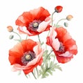 Red Poppies Watercolor Floral Vector On White