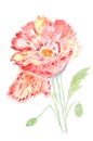 Red poppies Watercolor hand drawing