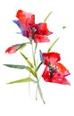 Red poppies watercolor sketch. Isolated from background picture