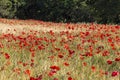 Red  poppies in a wheat field in Provence. Royalty Free Stock Photo