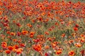 Red  poppies in a wheat field in Provence. Royalty Free Stock Photo