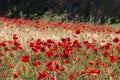 Red  poppies in a wheat field in Provence. Royalty Free Stock Photo