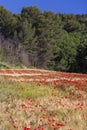 Red  poppies in a wheat field in Provence. Royalty Free Stock Photo