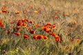 Red  poppies in a wheat field in Provence. Royalty Free Stock Photo