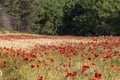 Red  poppies in a wheat field in Provence. Royalty Free Stock Photo