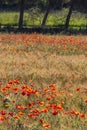 Red  poppies in a wheat field in Provence. Royalty Free Stock Photo