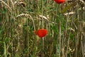 Red poppies in a wheat field Royalty Free Stock Photo