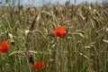 Red poppies in a wheat field Royalty Free Stock Photo