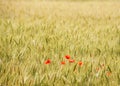 Red poppies in a wheat field Royalty Free Stock Photo