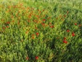 Red poppies on a wheat field on a sunny day, aerial view. Background