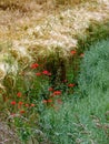 Red poppies between wheat fields Royalty Free Stock Photo