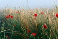 Red poppies and wheat in morning fog on Ukraine