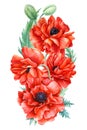 Red poppies on a white background, hand drawing, watercolor drawing, botanical illustration, a bouquet of wildflowers