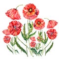 Watercolor red poppies. Illustration on a white background.