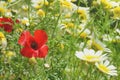 Red poppies and white wild daisies on the field, among green grass. Summer sunny day. Wildflowers Royalty Free Stock Photo
