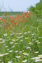 Red poppies and white wild daisies on the field, among green grass. Summer sunny day. Wildflowers Royalty Free Stock Photo