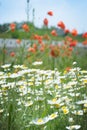 Red poppies and white wild daisies on the field, among green grass. Summer sunny day. Wildflowers Royalty Free Stock Photo