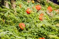 Red poppies wild on a flower bed near the house in windy weather. Close up of beautiful, red, blooming poppies in a natural field Royalty Free Stock Photo