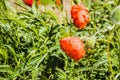 Red poppies wild on a flower bed near the house in windy weather