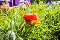 Red poppies wild on a flower bed near the house in windy weather. Close up of beautiful, red, blooming poppies in a natural field Royalty Free Stock Photo