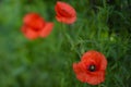 Red Poppies .Red Poppies . Wild flower in the meadow Royalty Free Stock Photo