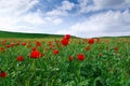 Red poppies. Wild flowers on a background of green grass. Summer natural background Royalty Free Stock Photo