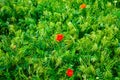 Red poppies. Wild flowers on a background of green grass. Summer natural background Royalty Free Stock Photo