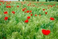 Red poppies. Wild flowers on a background of green grass. Summer natural background Royalty Free Stock Photo