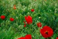 Red poppies. Wild flowers on a background of green grass. Summer natural background Royalty Free Stock Photo