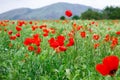 Red poppies. Wild flowers on a background of green grass. Summer natural background